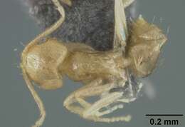 صورة Brachymyrmex pictus Mayr 1887