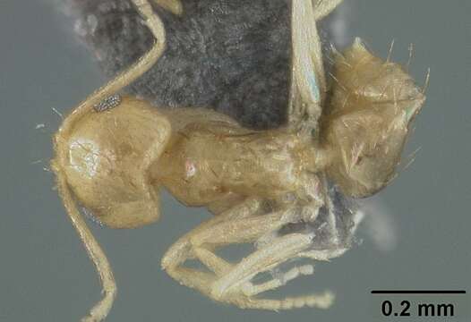 Image of Brachymyrmex pictus Mayr 1887