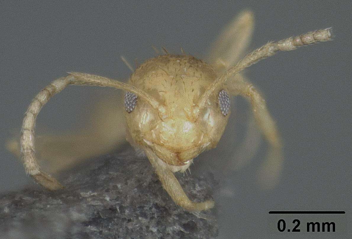 صورة Brachymyrmex pictus Mayr 1887