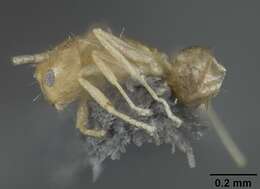 صورة Brachymyrmex pictus Mayr 1887