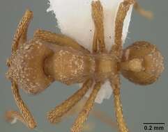 Image of Myrmicocrypta