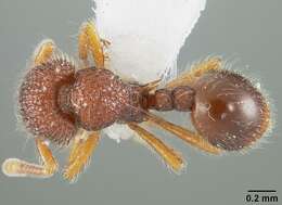 Image of Lachnomyrmex