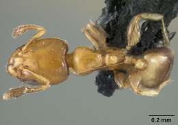Image of Xenomyrmex stollii Forel 1885
