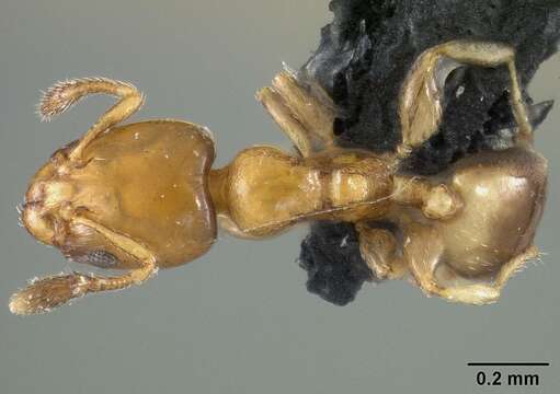 Image of Xenomyrmex stollii Forel 1885