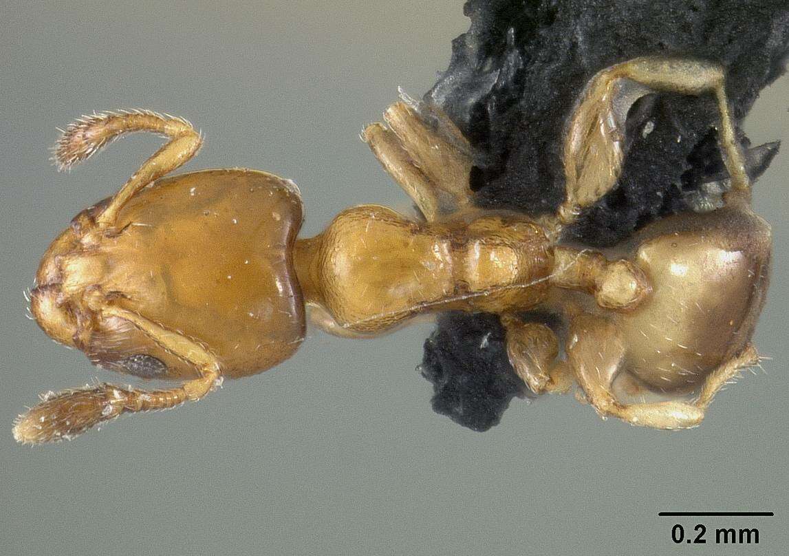 Image of Xenomyrmex stollii Forel 1885