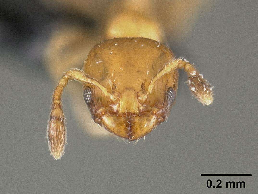 Image of Xenomyrmex stollii Forel 1885