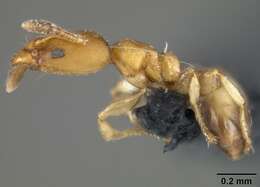 Image of Xenomyrmex stollii Forel 1885