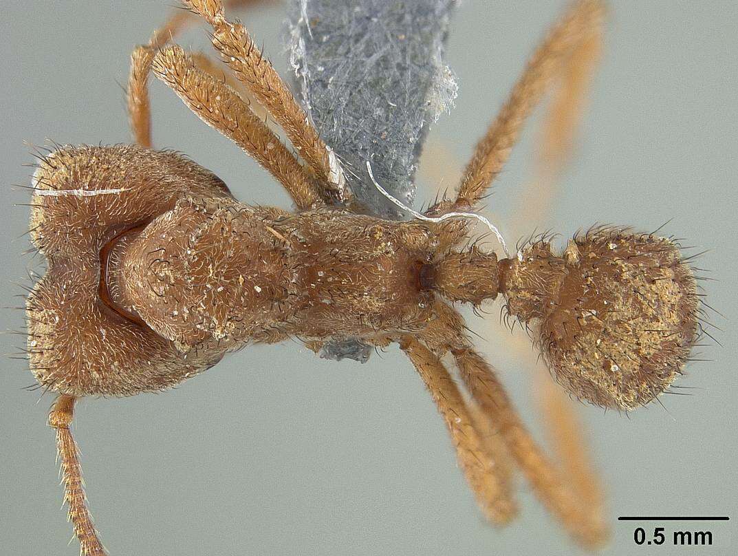 Image of Sericomyrmex saussurei Emery 1894