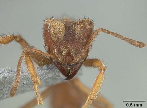 Image of Sericomyrmex saussurei Emery 1894