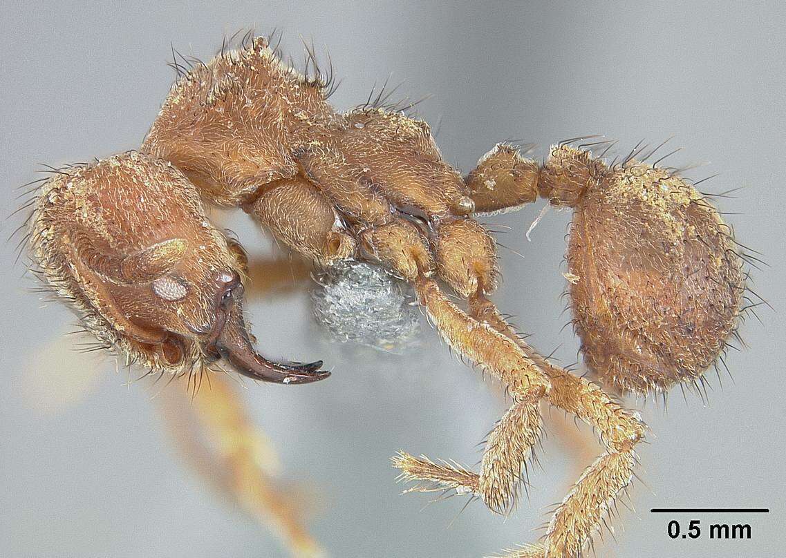 Image of Sericomyrmex saussurei Emery 1894