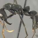 Image of Neoponera apicalis