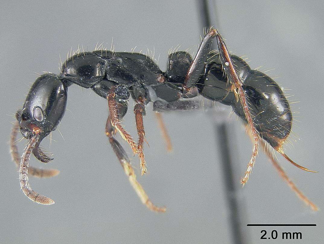 Image of <i>Neoponera laevigata</i>