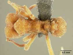 Image of Sericomyrmex saussurei Emery 1894