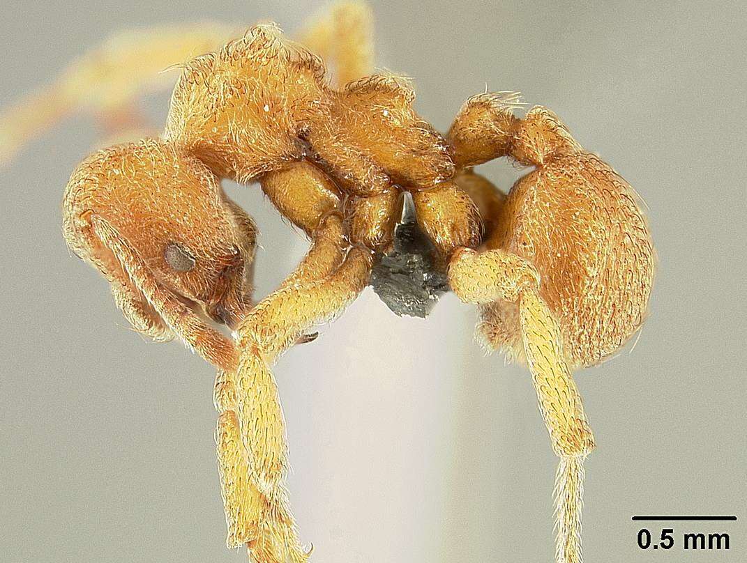 Image of Sericomyrmex saussurei Emery 1894