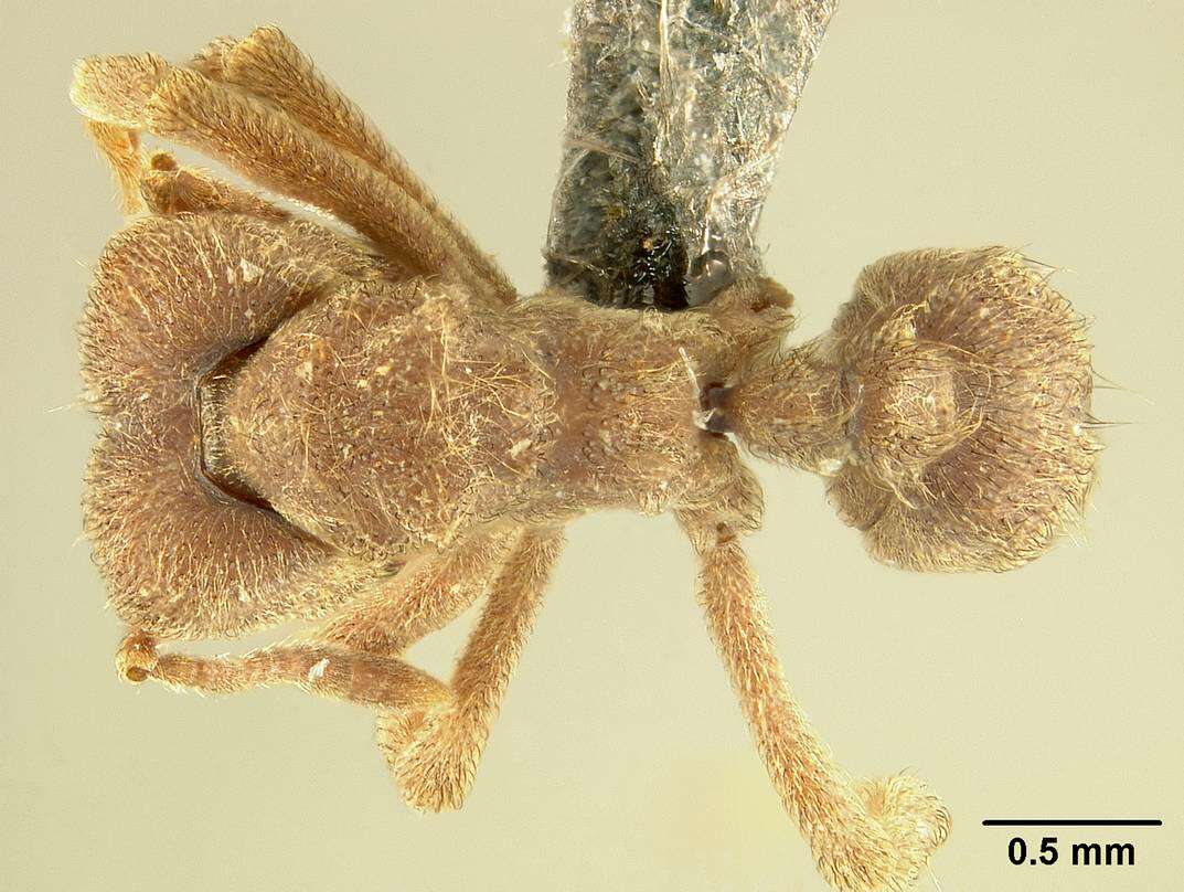 Image of Sericomyrmex saussurei Emery 1894