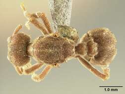 Image of Sericomyrmex saussurei Emery 1894