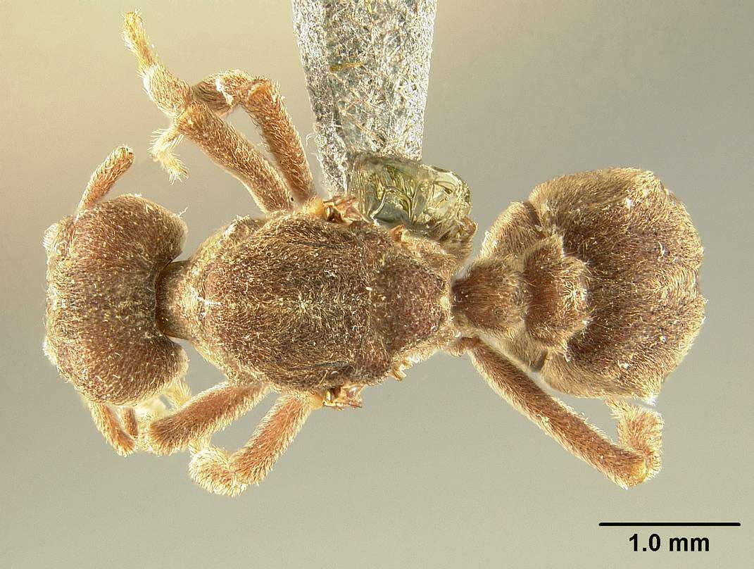 Image of Sericomyrmex saussurei Emery 1894