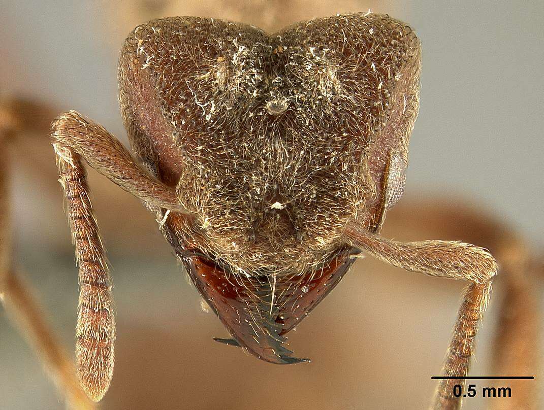 Image of Sericomyrmex saussurei Emery 1894