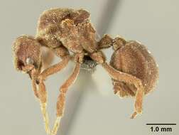 Image of Sericomyrmex saussurei Emery 1894