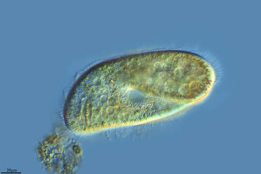 Image of Paramecium putrinum