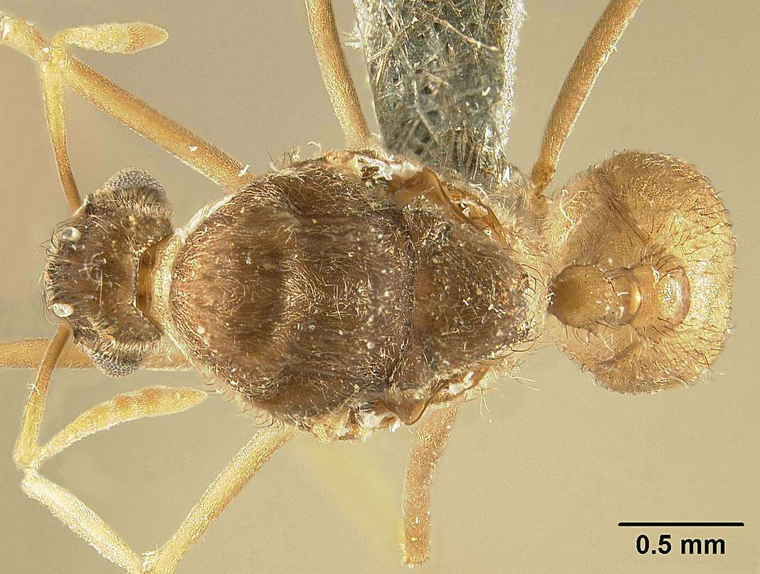 Image of Sericomyrmex saussurei Emery 1894