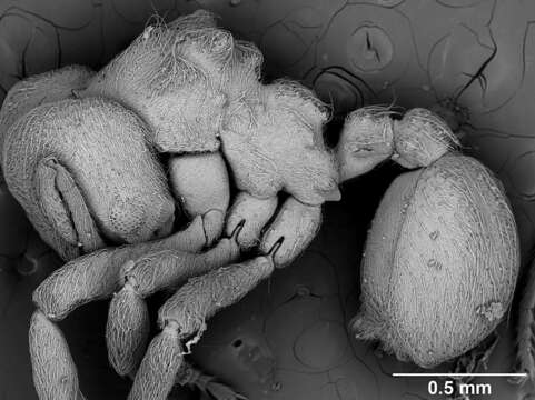 Image of Sericomyrmex