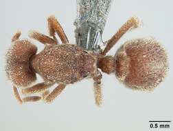 Image of Sericomyrmex