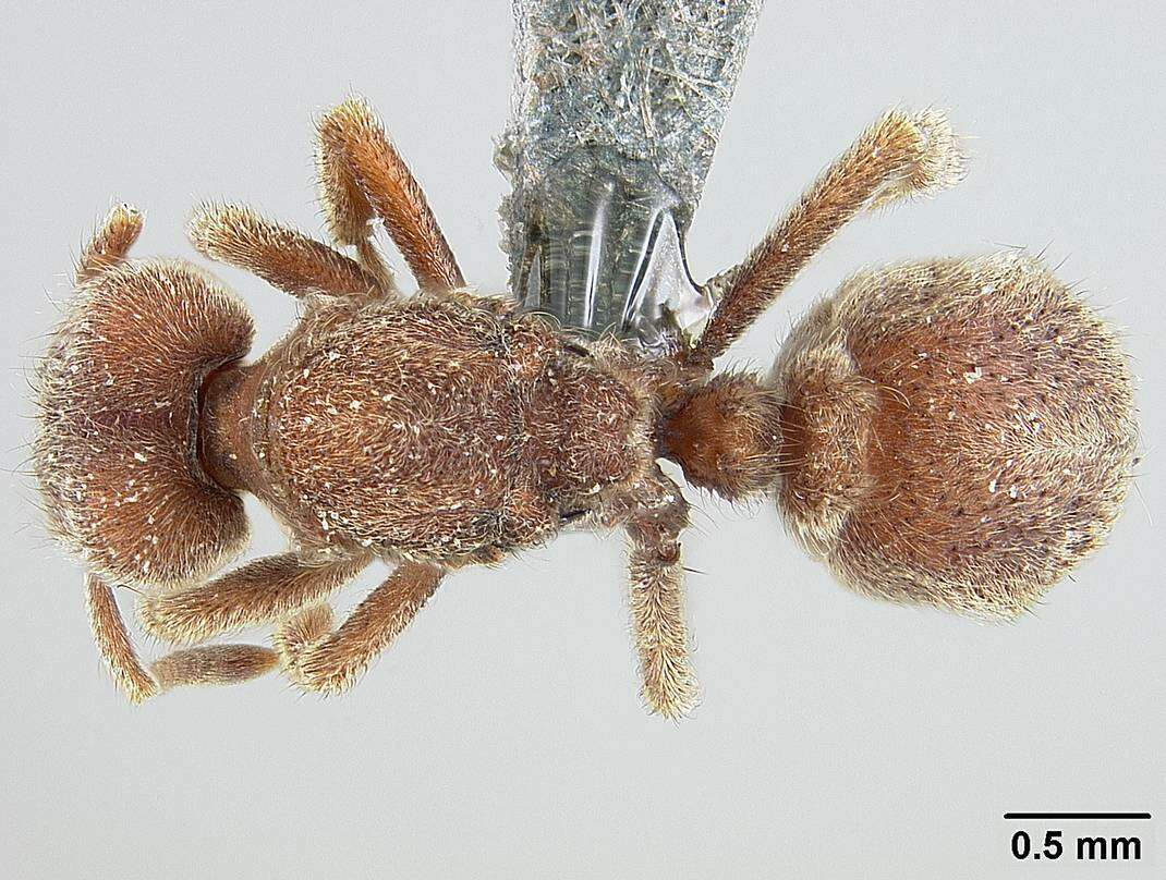 Image of Sericomyrmex