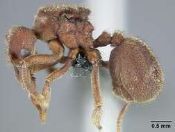 Image of Sericomyrmex