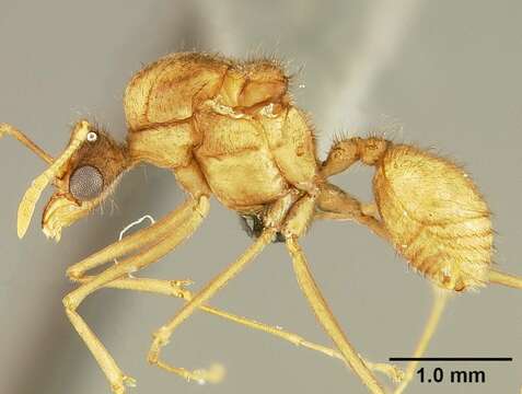 Image of Sericomyrmex