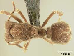 Image of Sericomyrmex