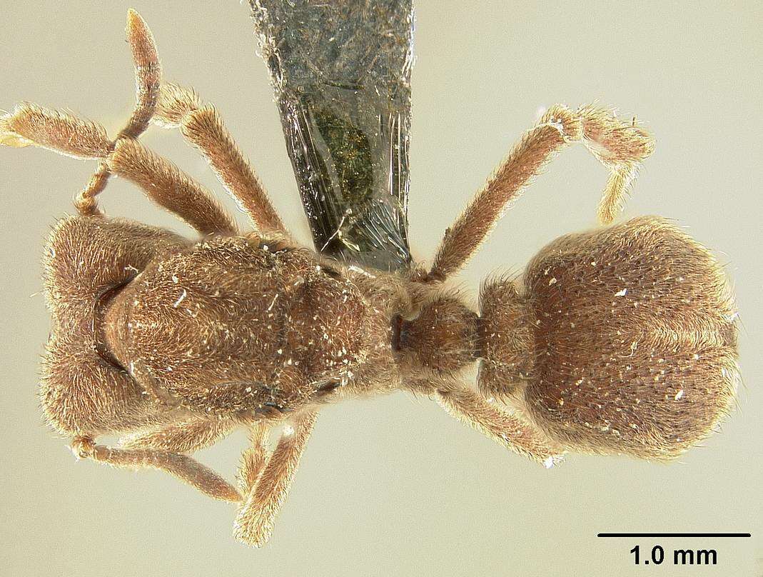 Image of Sericomyrmex