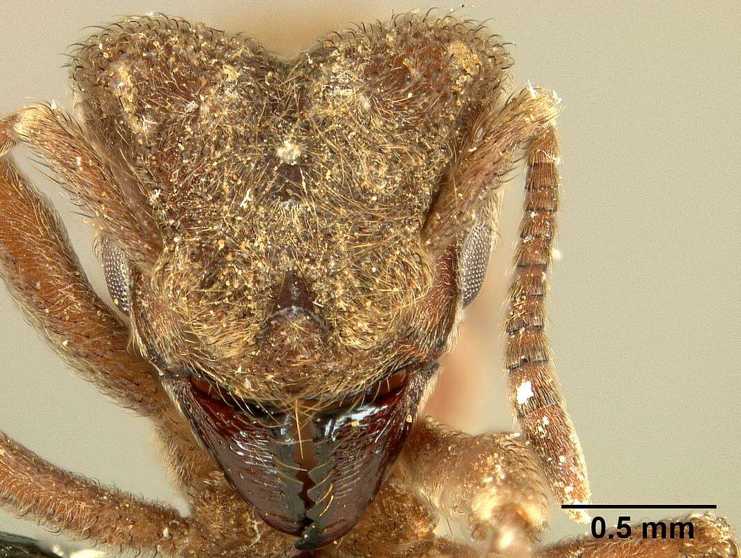 Image of Sericomyrmex