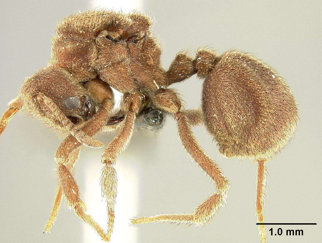 Image of Sericomyrmex