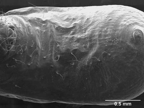 Image of Sericomyrmex mayri Forel 1912