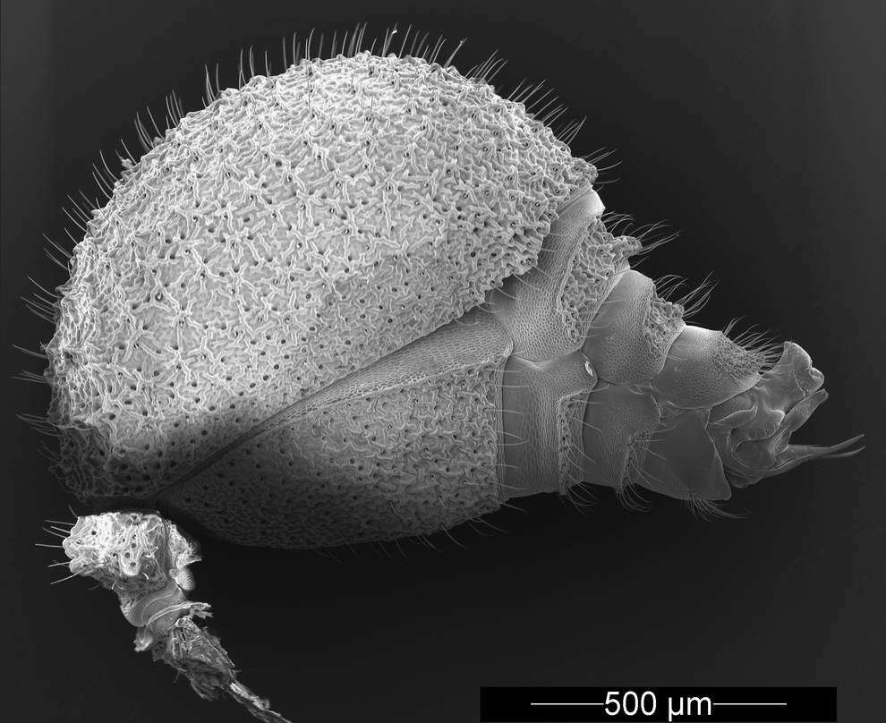 Image of <i>Mycetophylax asper</i>