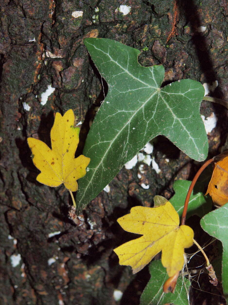 Imagem de Hedera helix L.