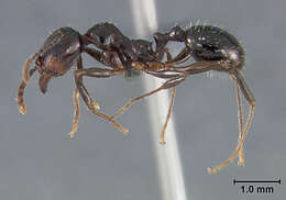 Image of Aphaenogaster patruelis Forel 1886