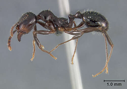 Image de Aphaenogaster patruelis Forel 1886