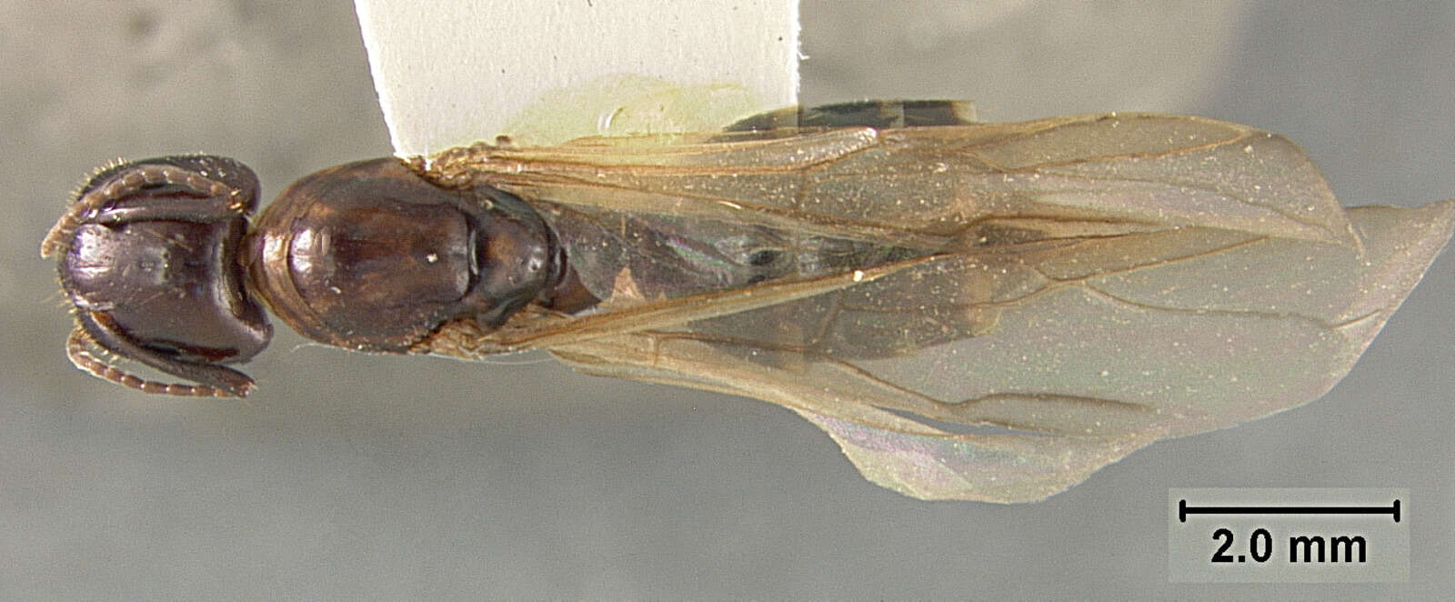 Image of Camponotus clarithorax Creighton 1950