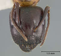 Image of Camponotus clarithorax Creighton 1950