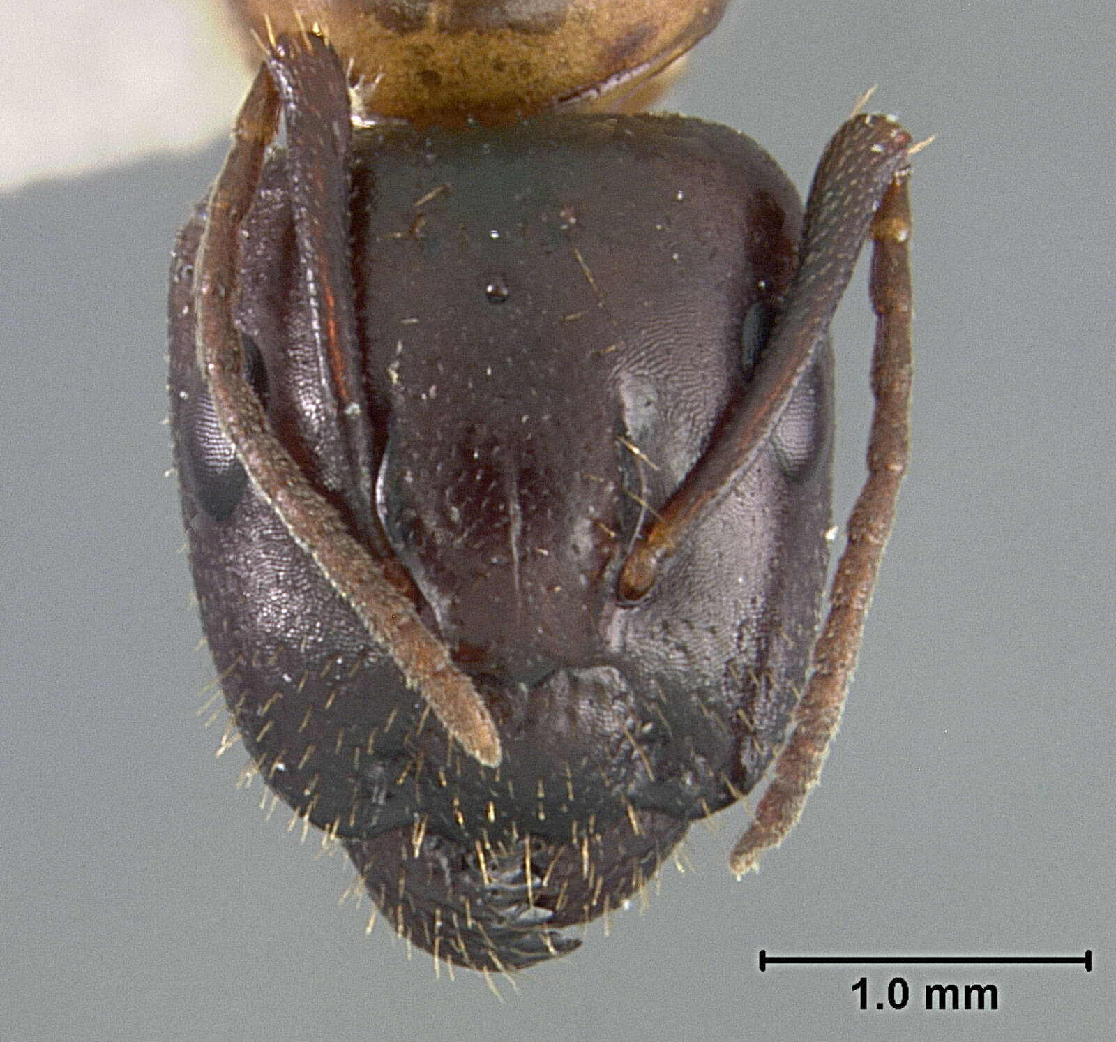 صورة Camponotus clarithorax Creighton 1950