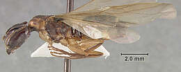 Image of Camponotus clarithorax Creighton 1950