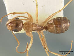 Image of Camponotus clarithorax Creighton 1950