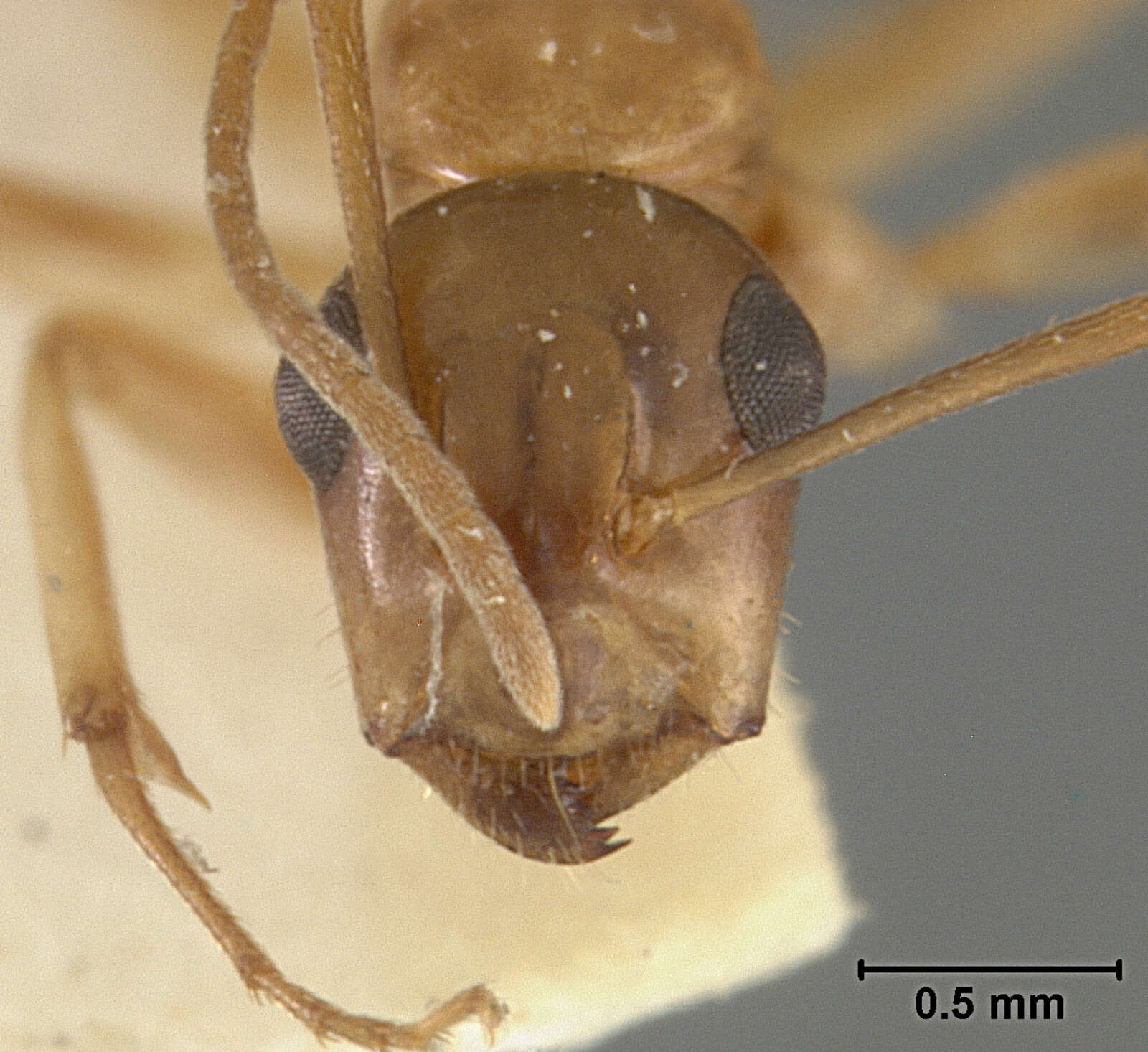 Image of Camponotus clarithorax Creighton 1950