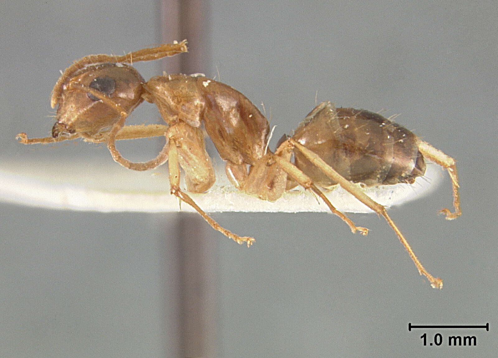 Image of Camponotus clarithorax Creighton 1950