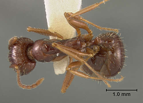 Image of Aphaenogaster patruelis Forel 1886