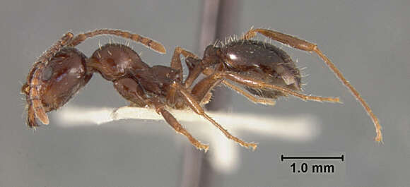 Image of Aphaenogaster patruelis Forel 1886