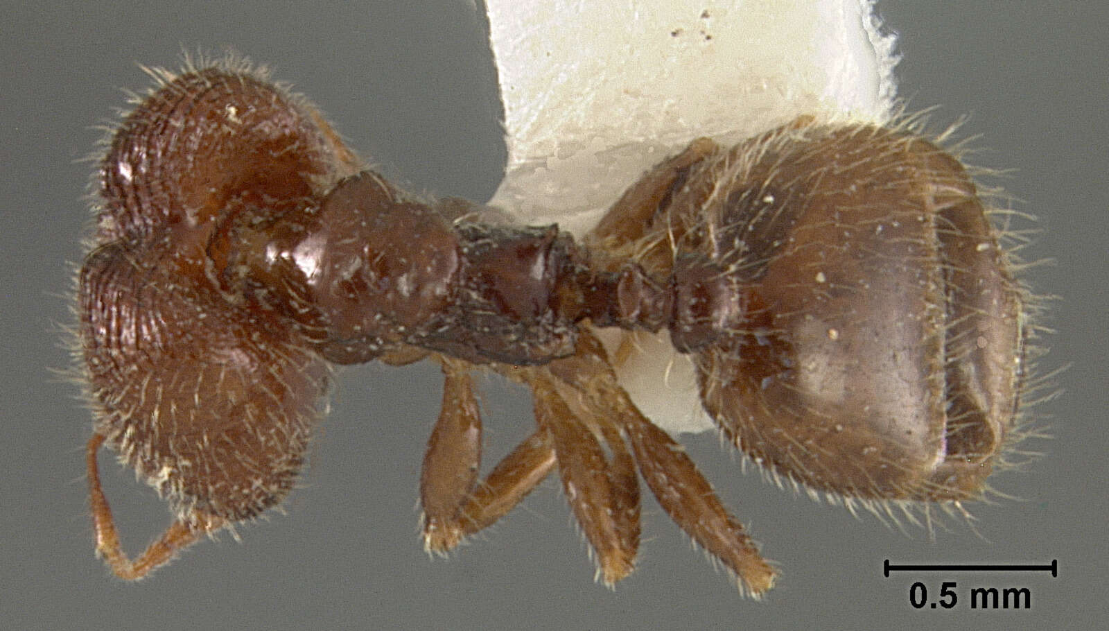 Plancia ëd Pheidole clementensis Gregg 1969