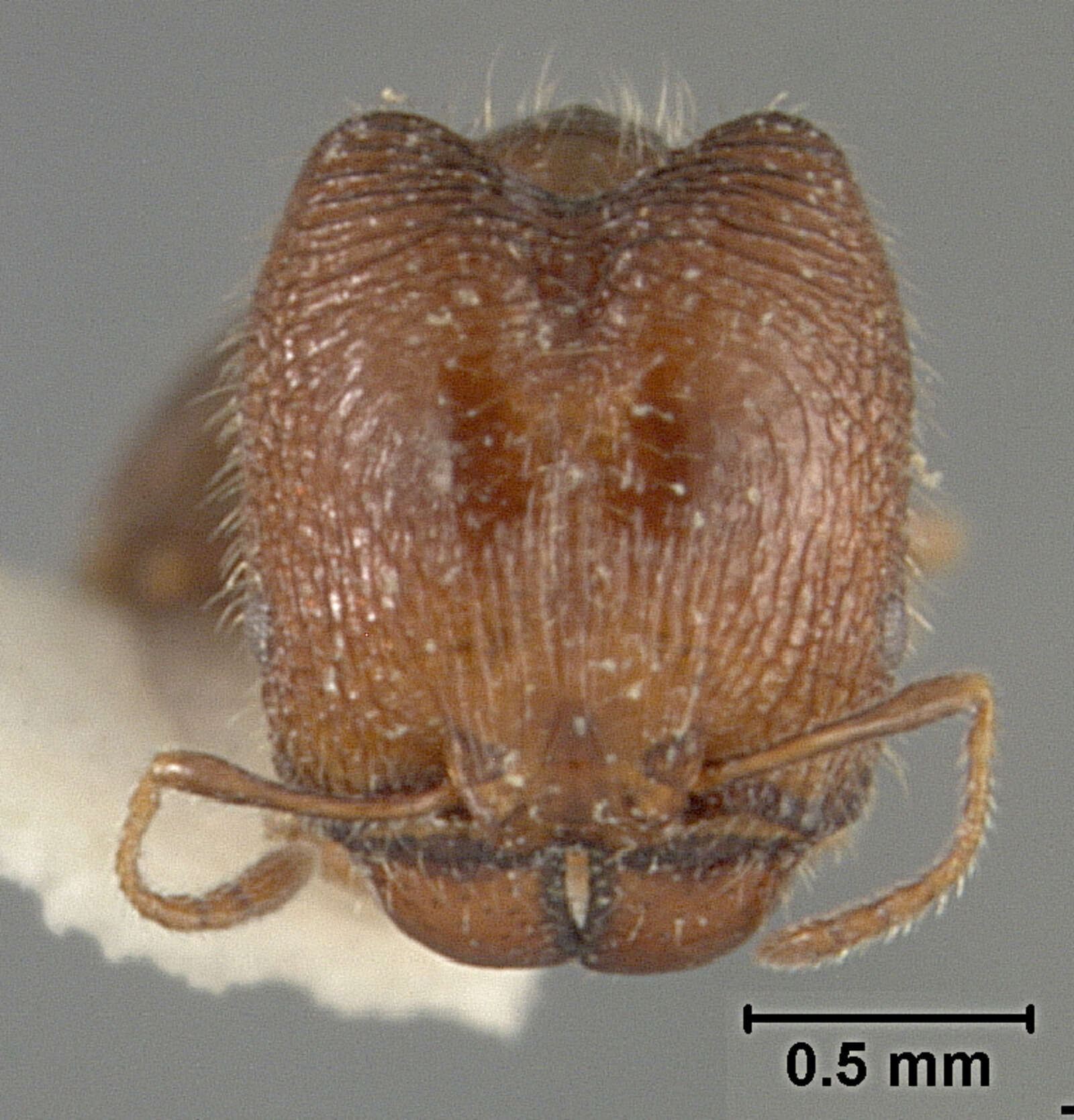 Plancia ëd Pheidole clementensis Gregg 1969